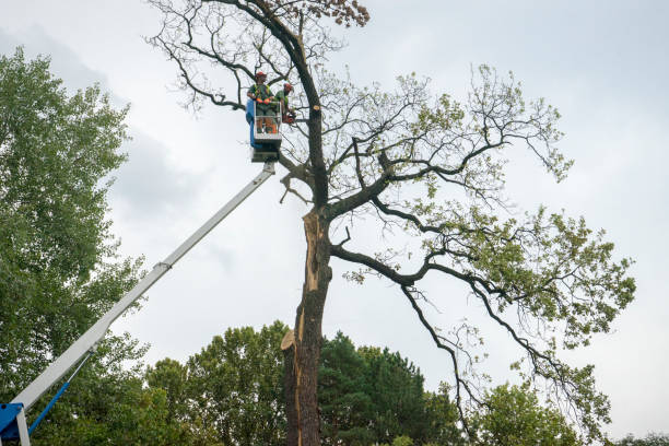 How Our Tree Care Process Works  in  Fort Morgan, CO